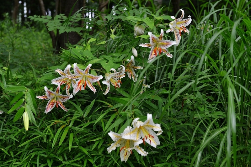 イメージ 9