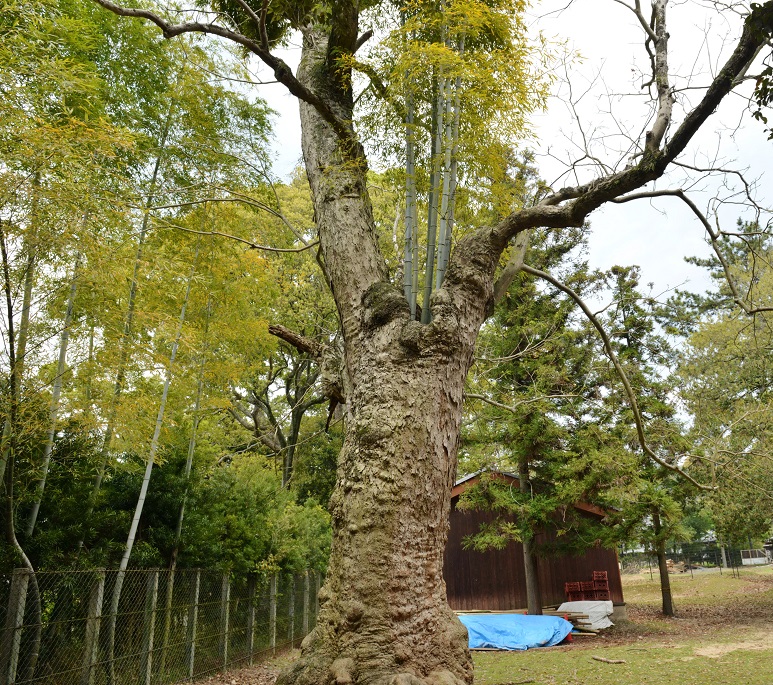 イメージ 6
