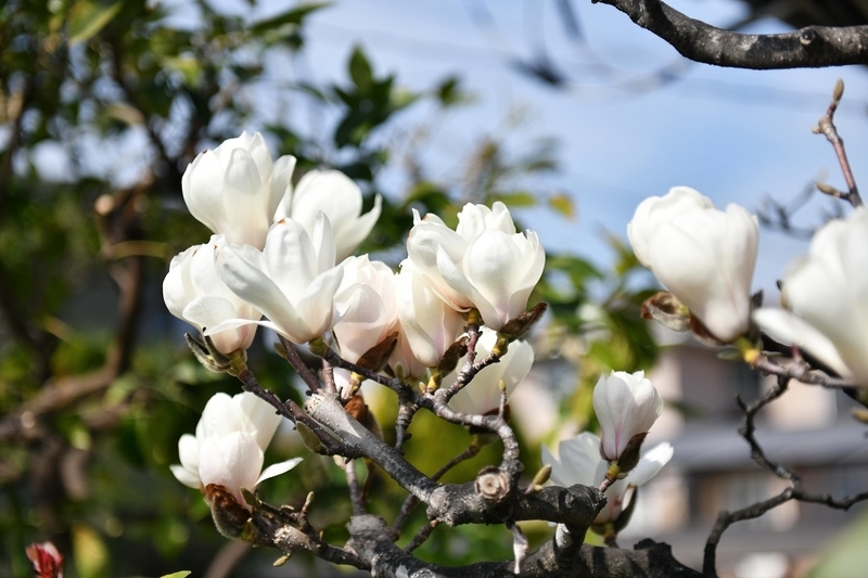 イメージ 8