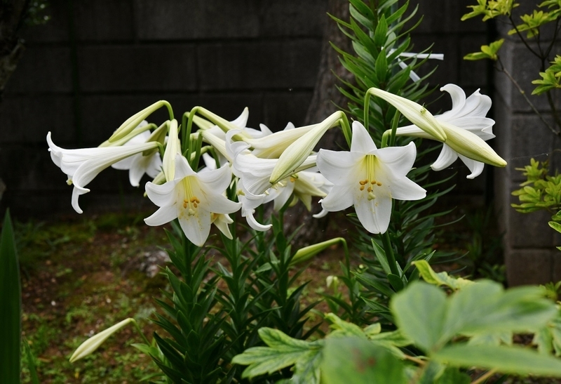 イメージ 2