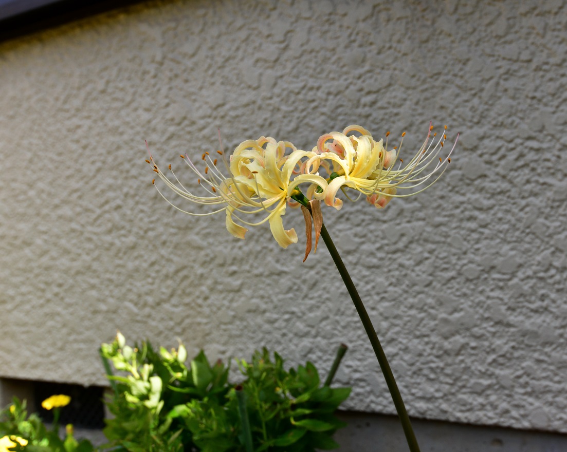 f:id:ikegon4547:20190930214753j:plain