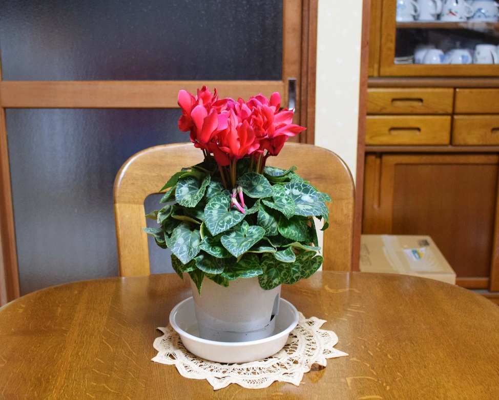 f:id:ikegon4547:20191201221754j:plain