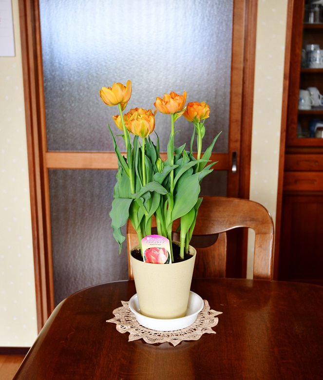 f:id:ikegon4547:20200203213301j:plain