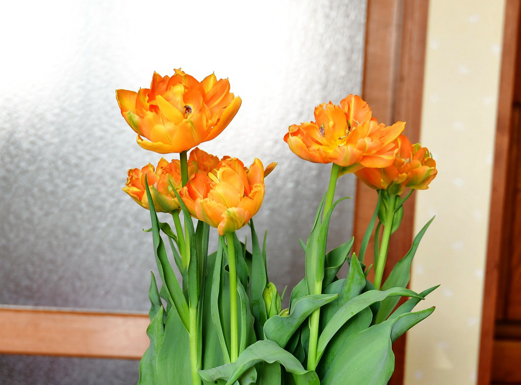 f:id:ikegon4547:20200203213317j:plain