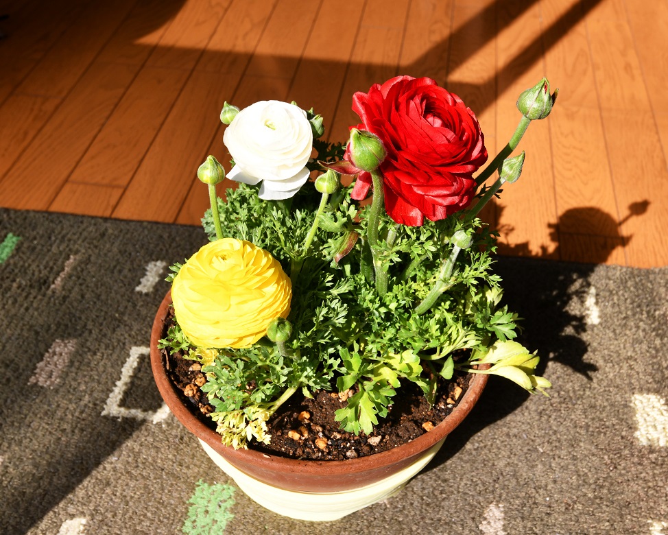 f:id:ikegon4547:20200213221735j:plain f:id:ikegon4547:20200213221735j:plain