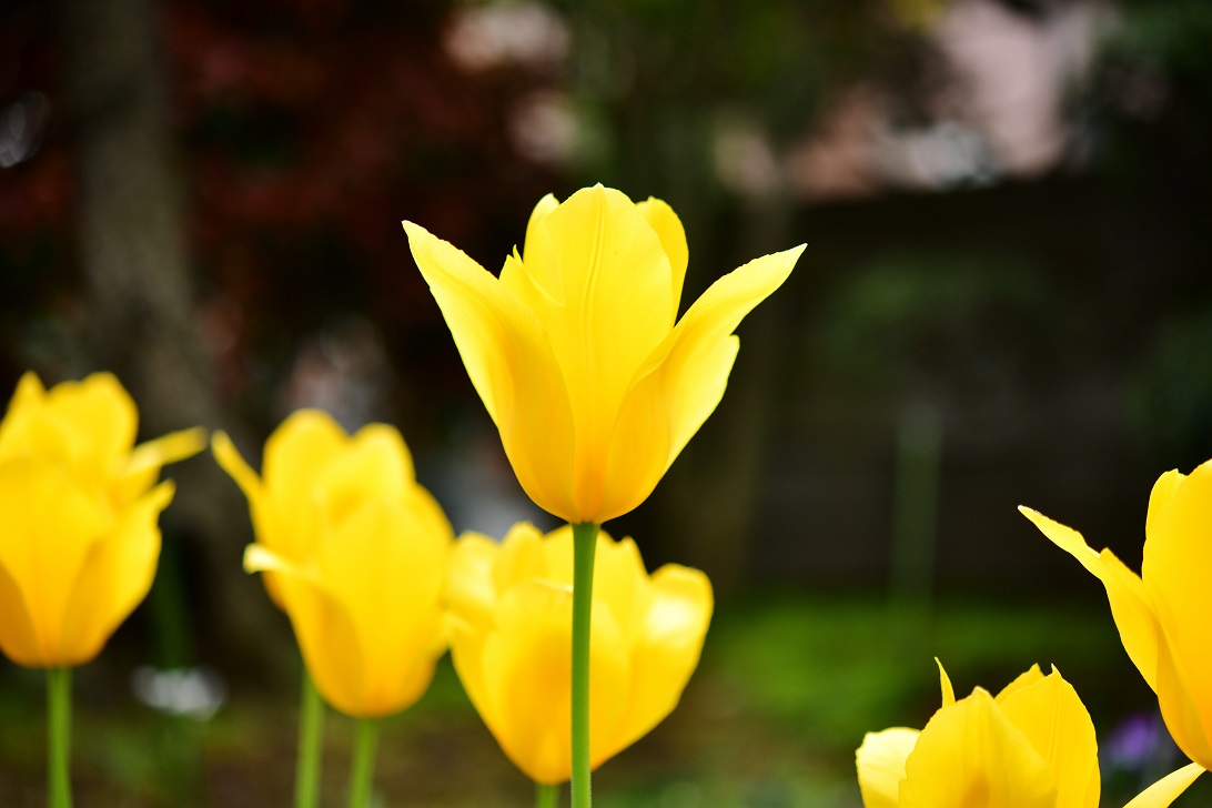 f:id:ikegon4547:20200410180154j:plain