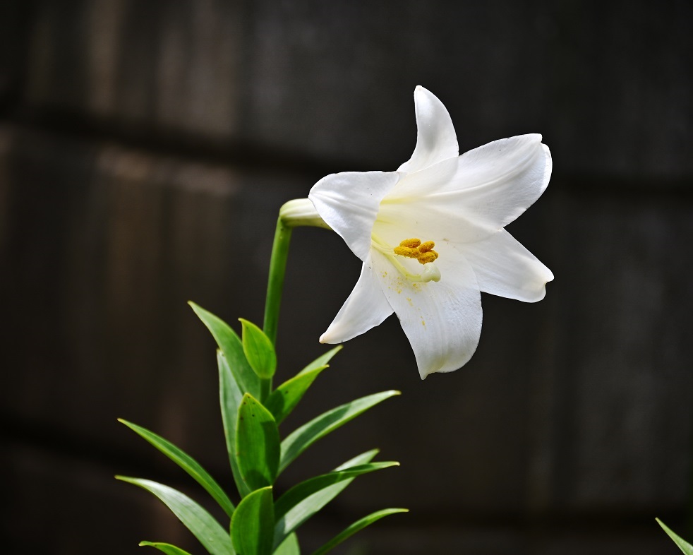 f:id:ikegon4547:20200611214758j:plain f:id:ikegon4547:20200611214758j:plain