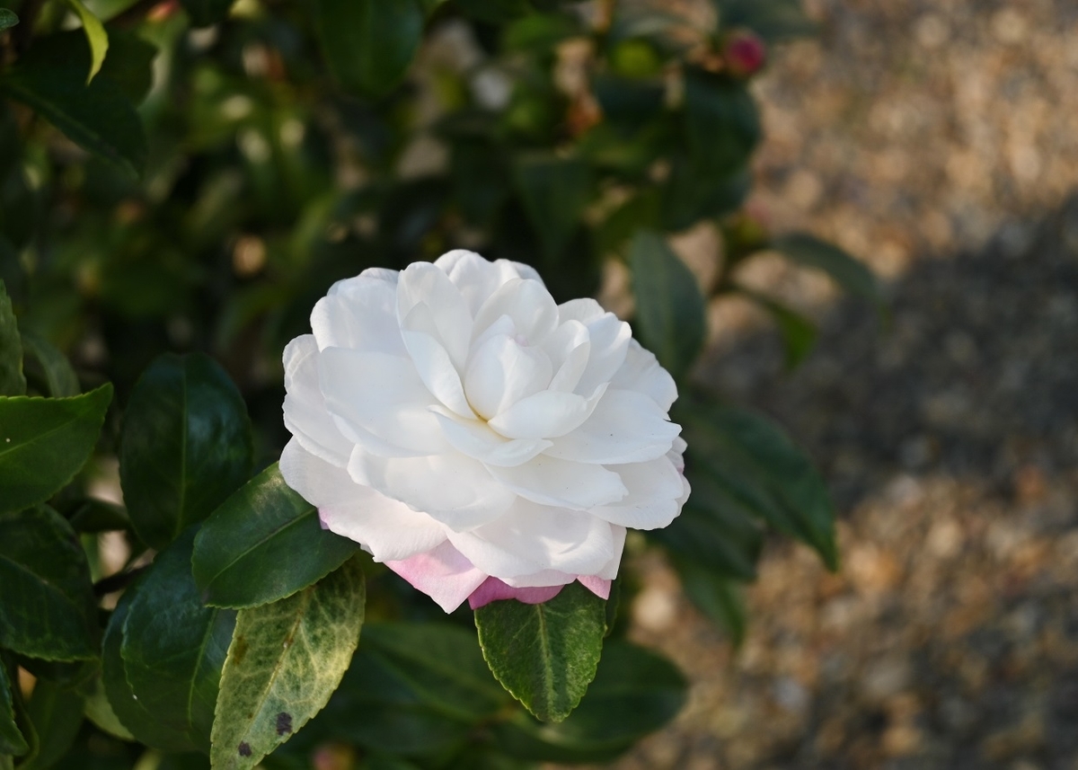 f:id:ikegon4547:20201105201511j:plain f:id:ikegon4547:20201105201511j:plain