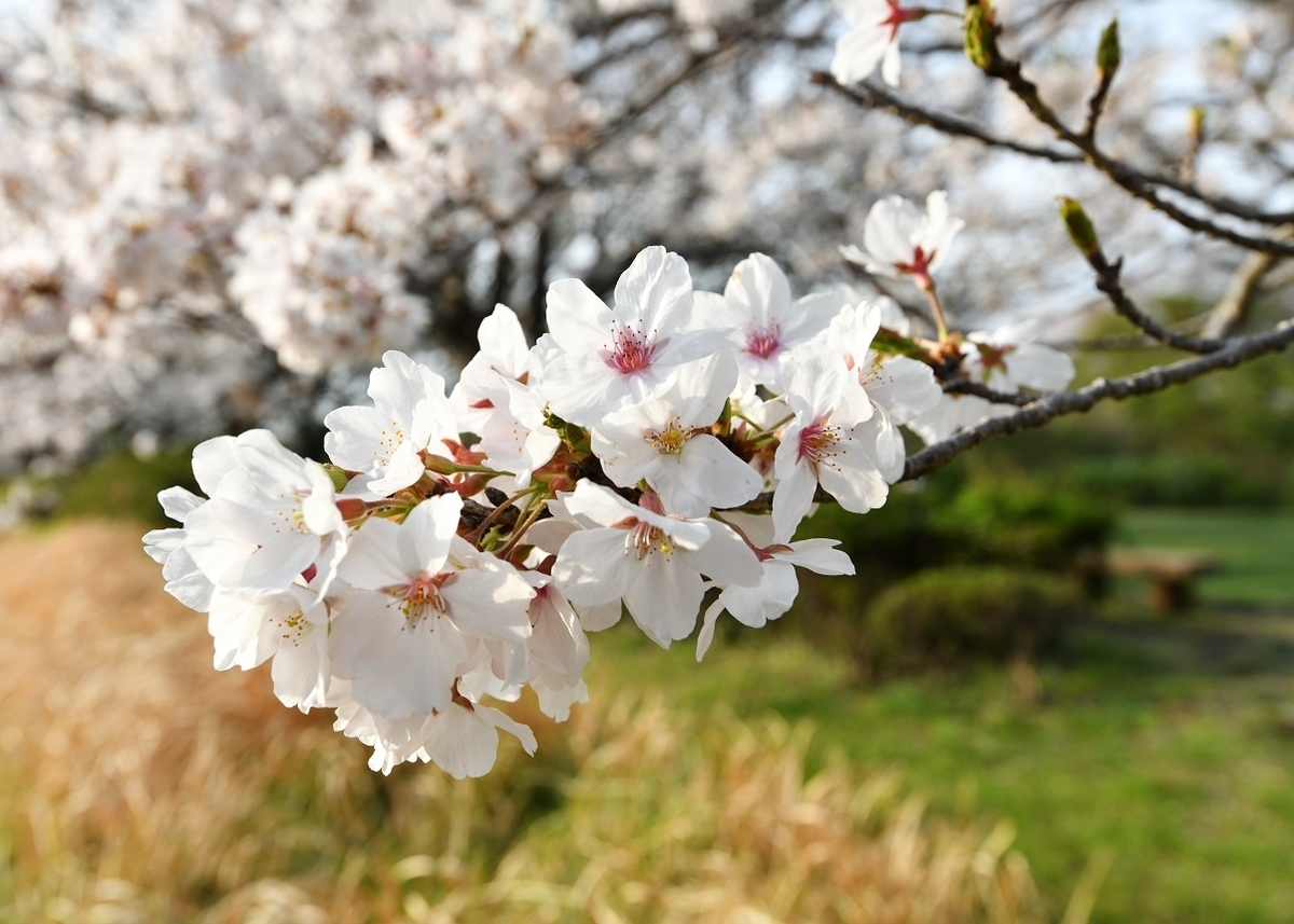 f:id:ikegon4547:20210328194853j:plain