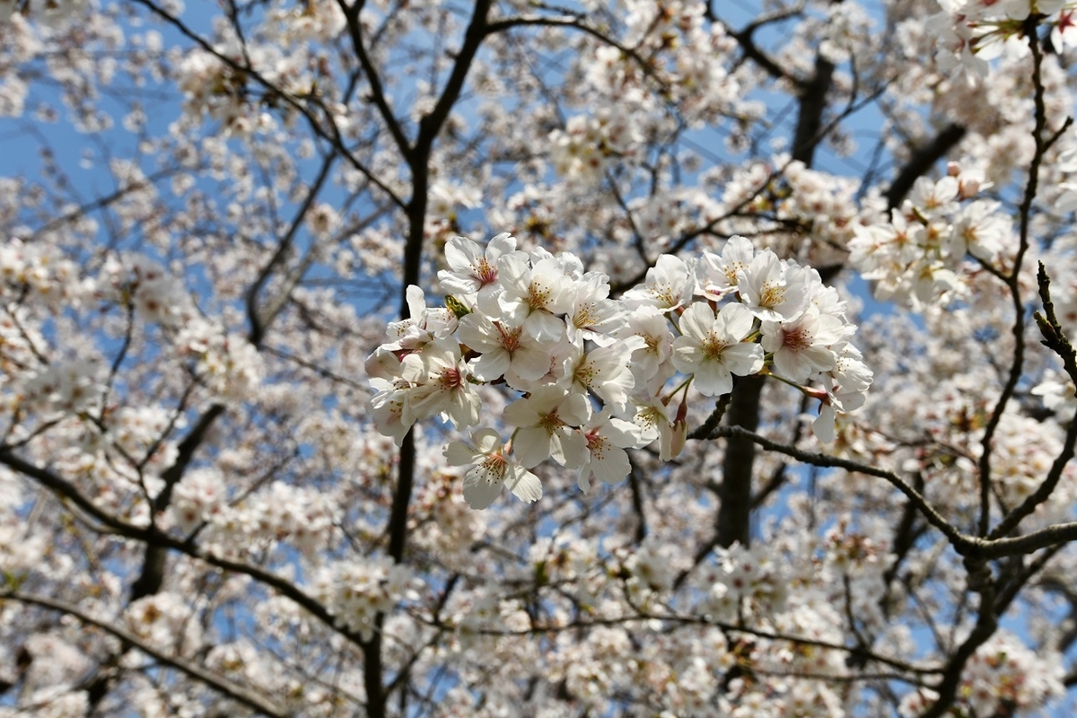 f:id:ikegon4547:20210328194953j:plain