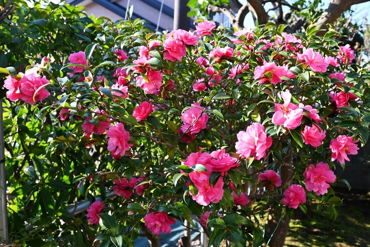f:id:ikegon4547:20211115224007j:plain