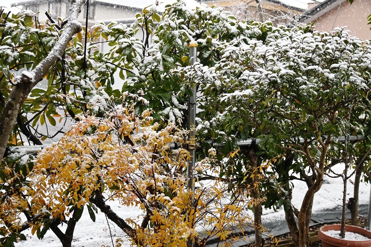 f:id:ikegon4547:20220106185436j:plain