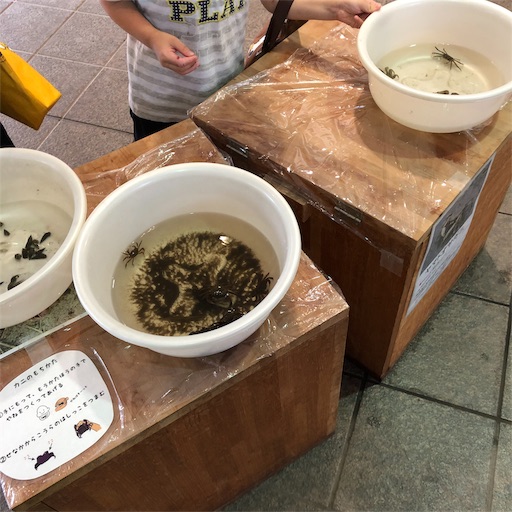 f:id:ikenagayoshie:20190727043033j:image f:id:ikenagayoshie:20190727043033j:image