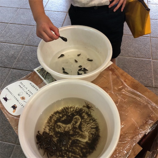f:id:ikenagayoshie:20190727043036j:image f:id:ikenagayoshie:20190727043036j:image