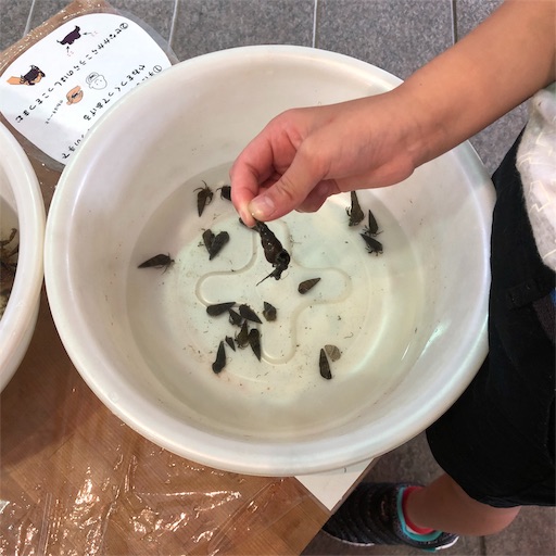 f:id:ikenagayoshie:20190727043038j:image f:id:ikenagayoshie:20190727043038j:image