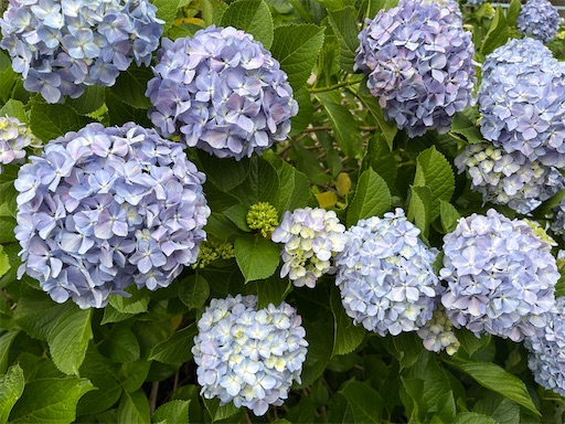 f:id:ikenagayoshie:20260604161854j:image