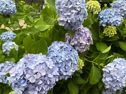 f:id:ikenagayoshie:20260604161857j:image