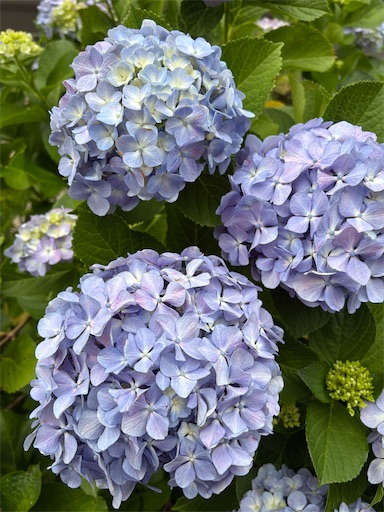 f:id:ikenagayoshie:20260604161901j:image