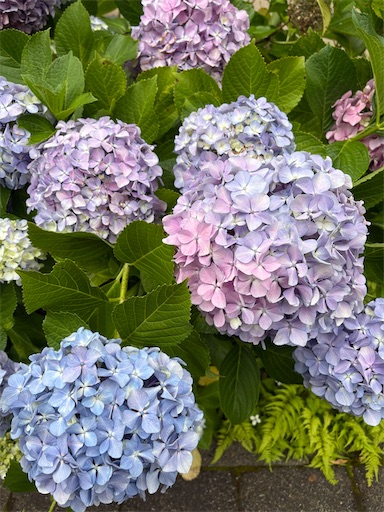 f:id:ikenagayoshie:20260604161904j:image