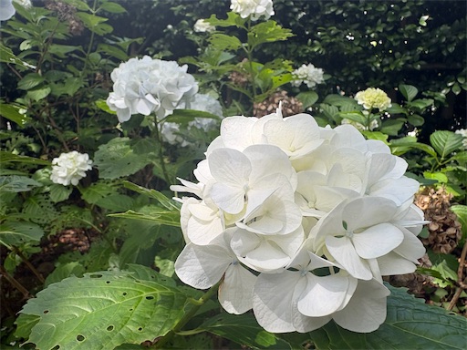 f:id:ikenagayoshie:20260606145139j:image