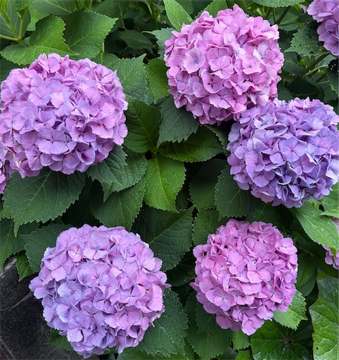 f:id:ikenagayoshie:20260607204719j:image