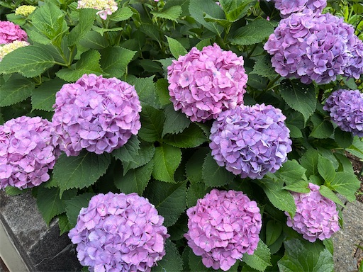 f:id:ikenagayoshie:20260607204722j:image