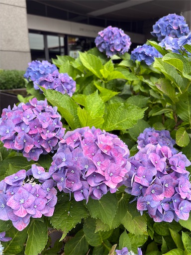 f:id:ikenagayoshie:20260609194210j:image