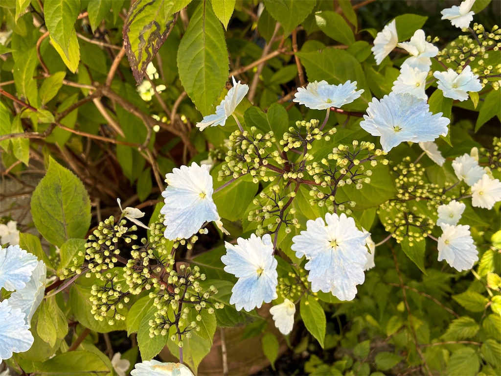 f:id:iketani-atuage:20250506221148j:image
