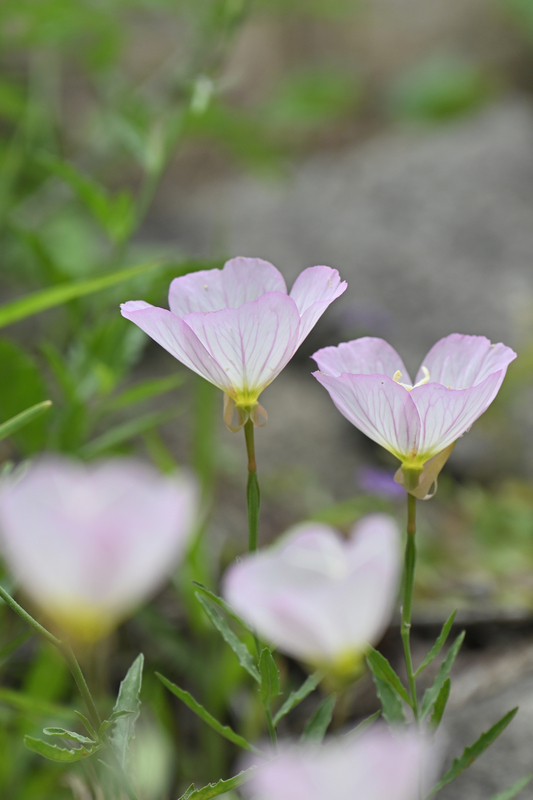 望遠レンズ ひたすら撮影記