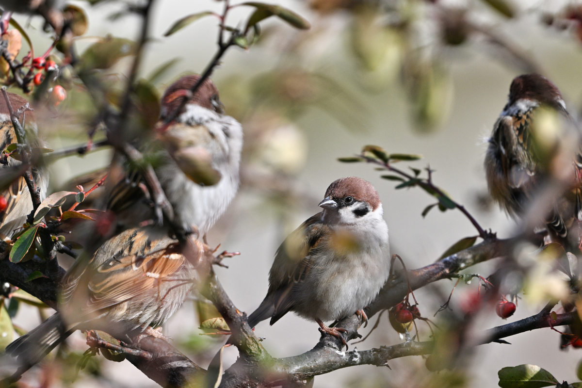 AF-S NIKKOR 200-500mm +プロテクター、ストラップセット レンズストラップの使用法について』 ニコン AF-S NIKKOR 200