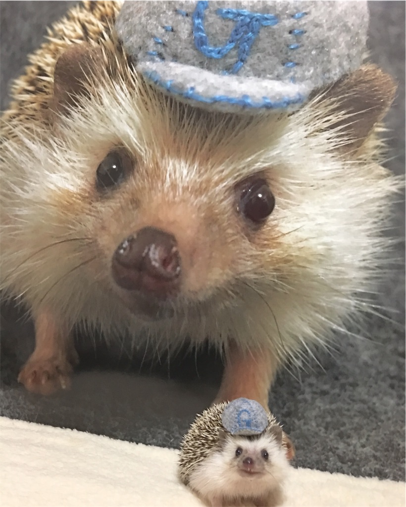 お知らせ まるっと小動物展 はりねずみのがんも