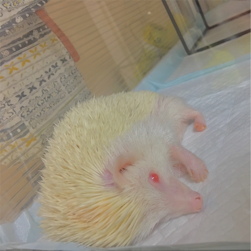 f:id:iketaro76:20170620171858j:image f:id:iketaro76:20170620171858j:image