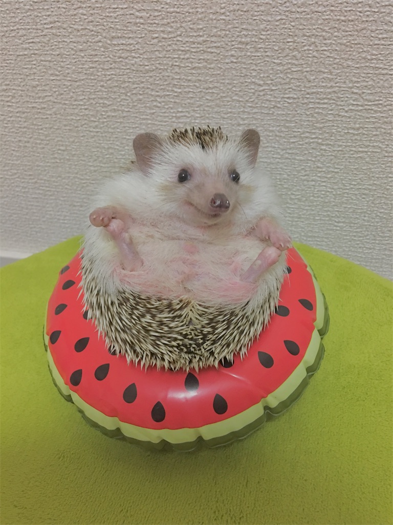 f:id:iketaro76:20170718190425j:image f:id:iketaro76:20170718190425j:image