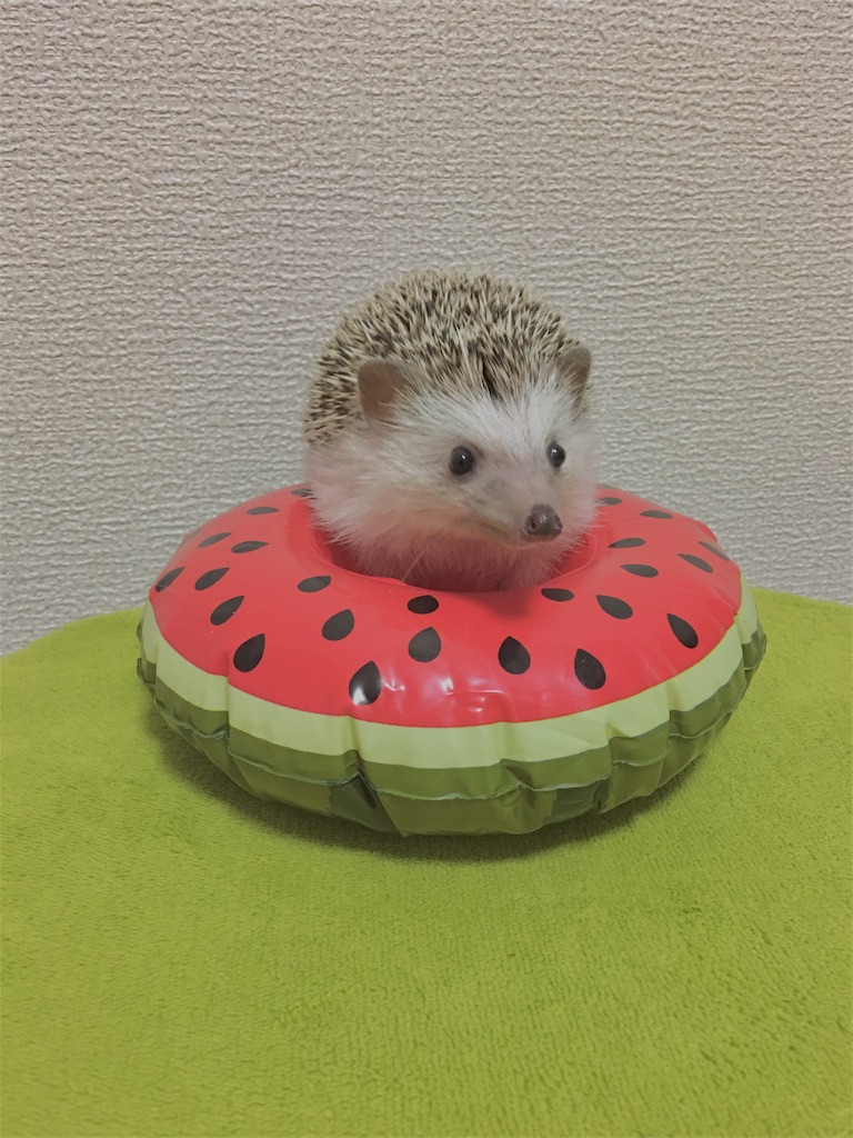 f:id:iketaro76:20170718190513j:image f:id:iketaro76:20170718190513j:image