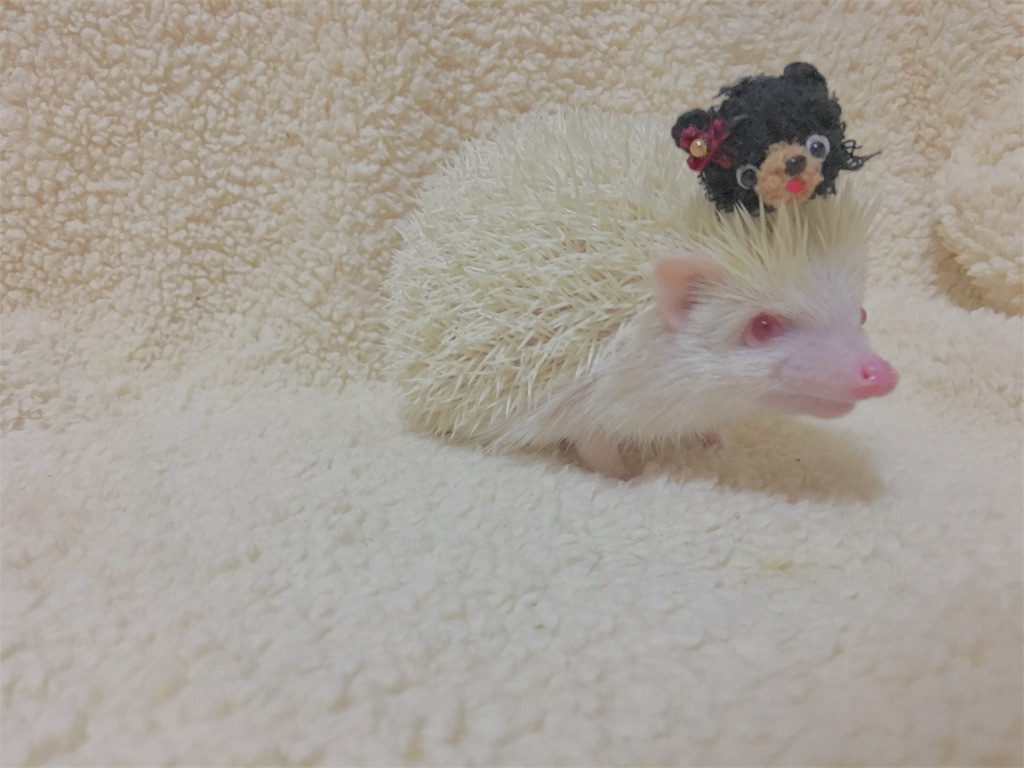 f:id:iketaro76:20180221191425j:image