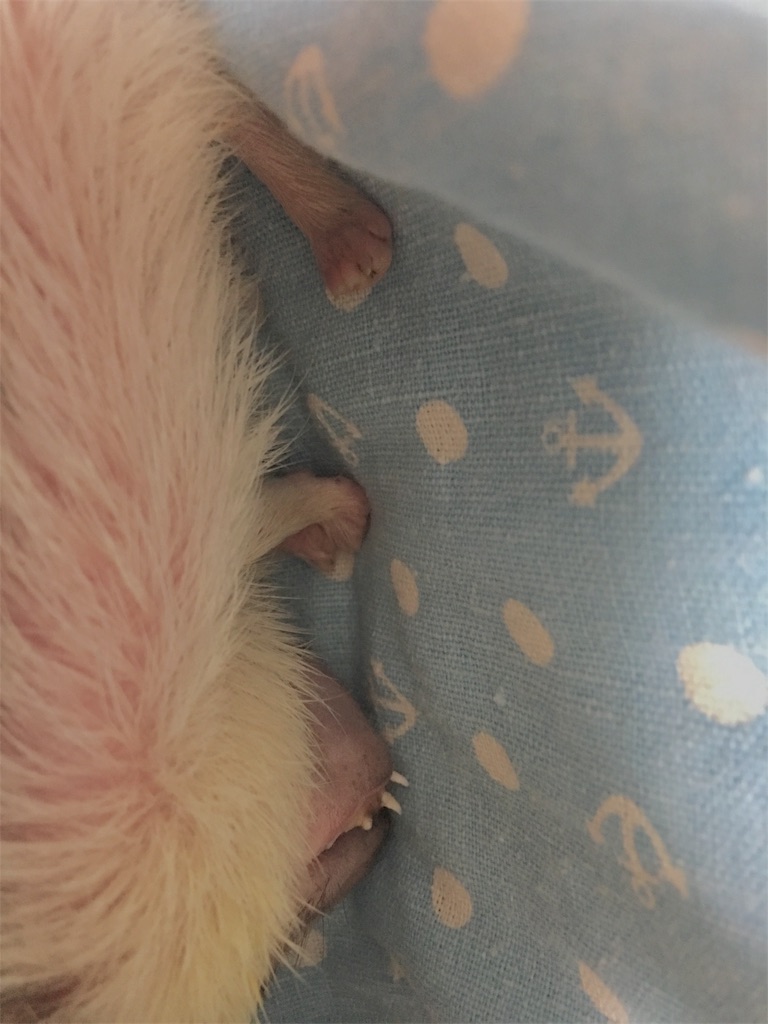 f:id:iketaro76:20190101193421j:image