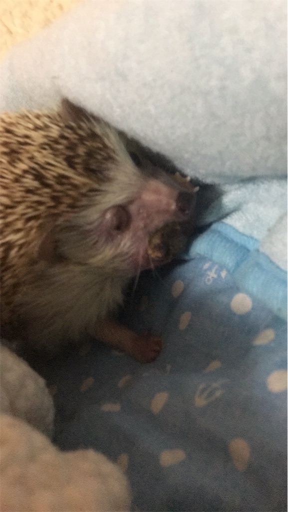 f:id:iketaro76:20190101193601j:image