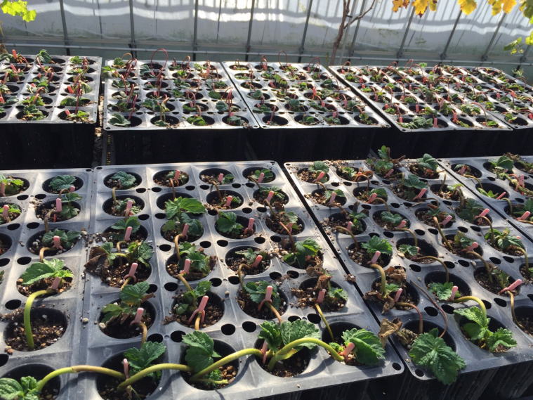 イチゴのランナー受け・差し芽に！ポットレスコンテナ230 - イケックス