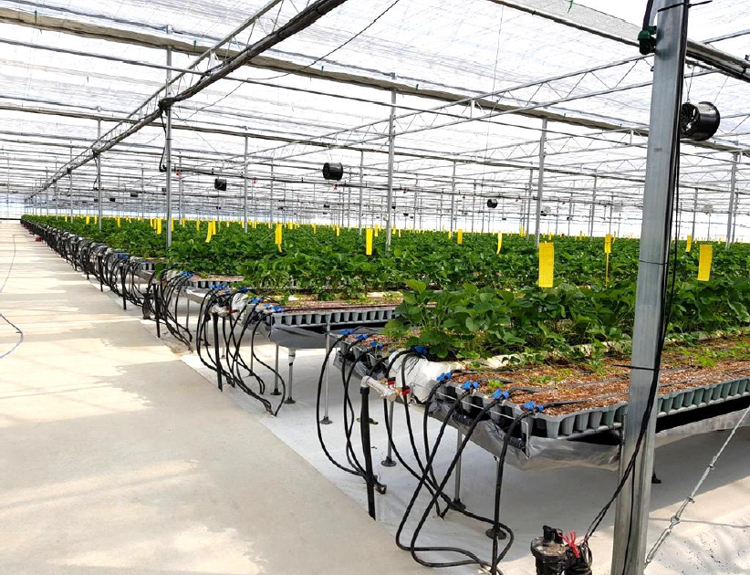 いちご用育苗トレイ「ジグポット」 - イケックス「養液栽培肥料・資材