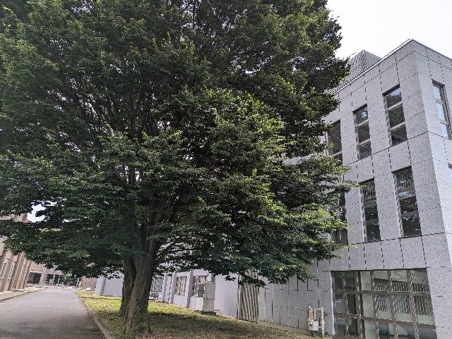 f:id:ikimono_taberu:20230708192557j:image f:id:ikimono_taberu:20230708192557j:image