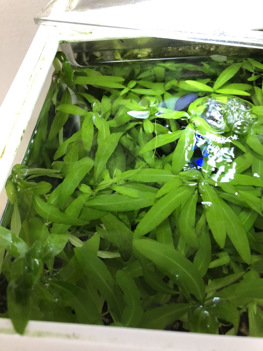 f:id:ikimonobunka:20190326165934j:plain
