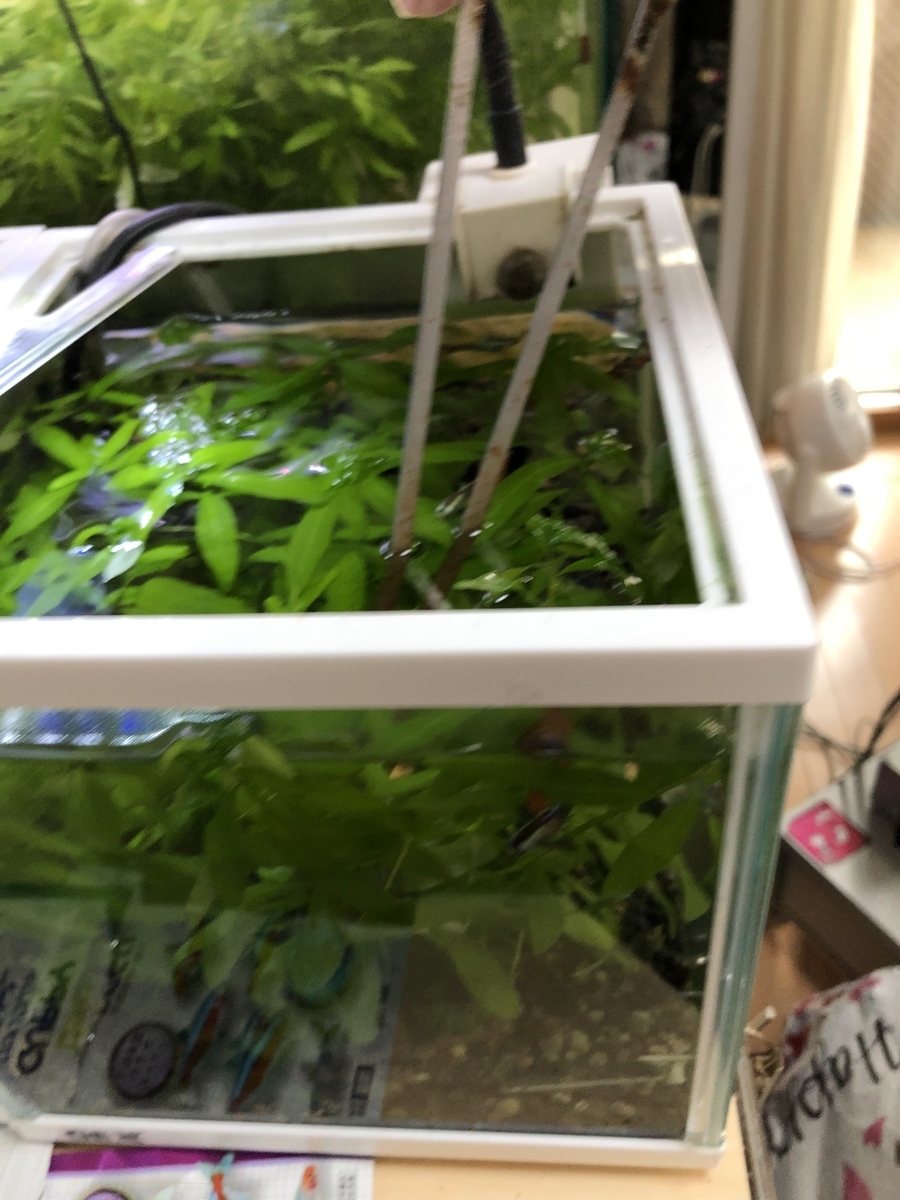 f:id:ikimonobunka:20190326170602j:plain