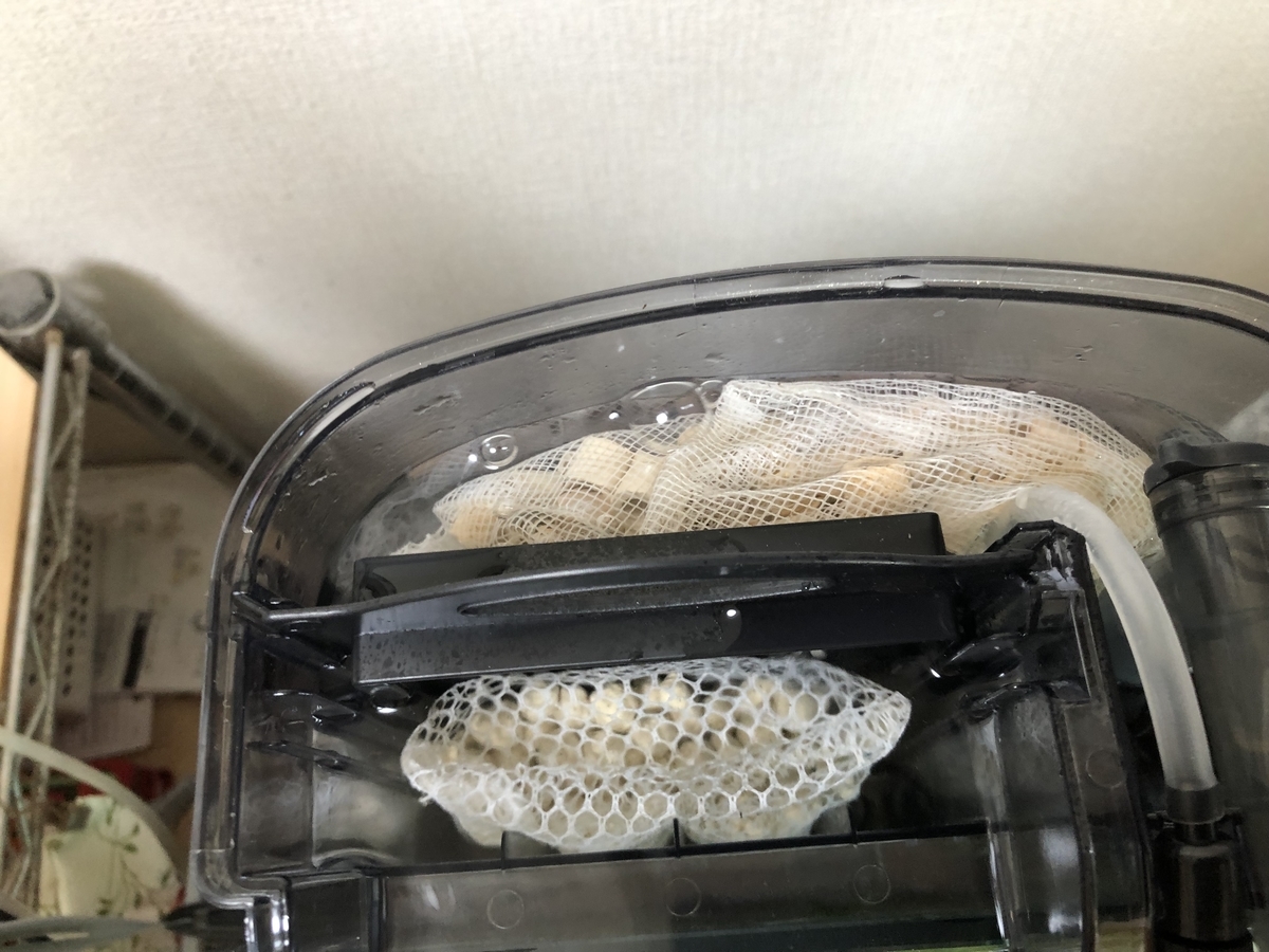 f:id:ikimonobunka:20190920004513j:plain