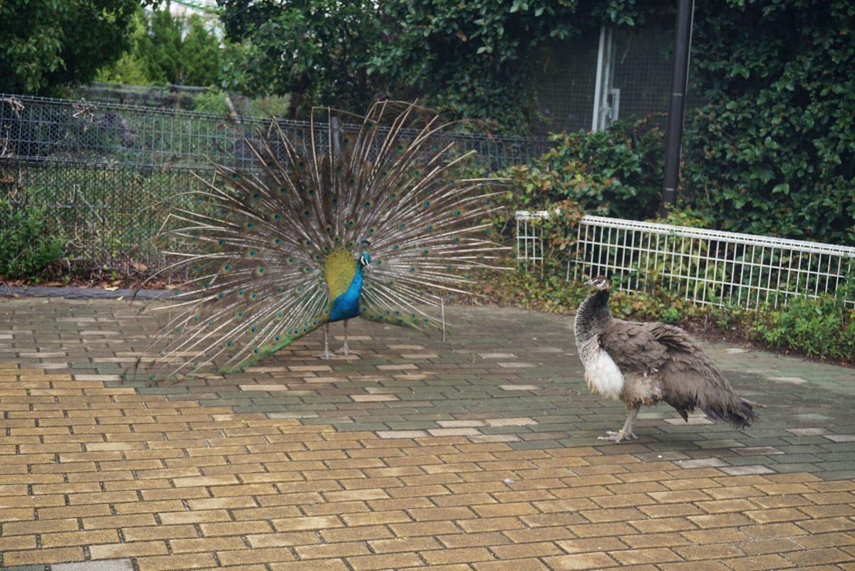 f:id:ikinoco:20190505193756j:plain f:id:ikinoco:20190505193756j:plain