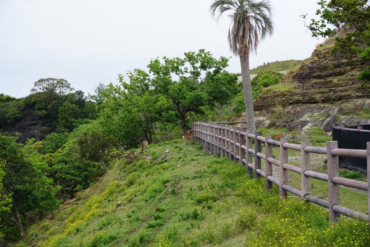 f:id:ikinoco:20190505194229j:plain f:id:ikinoco:20190505194229j:plain