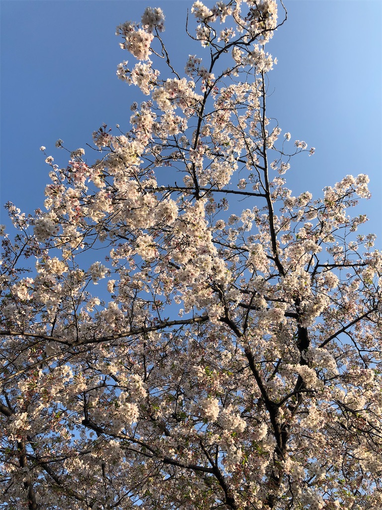 f:id:ikinoco:20200404173604j:image