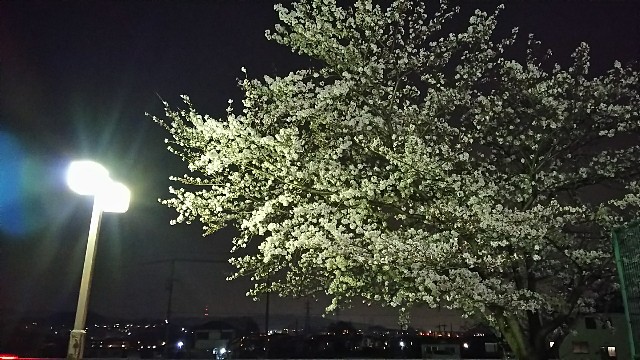 f:id:ikioi99:20180330082949j:image