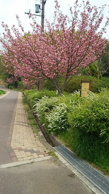 f:id:ikioi99:20180411095356j:image