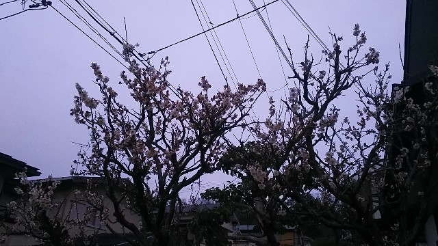 f:id:ikioi99:20190306124923j:image f:id:ikioi99:20190306124923j:image