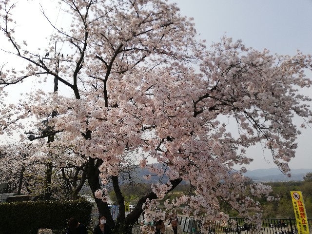 f:id:ikioi99:20190409114021j:image